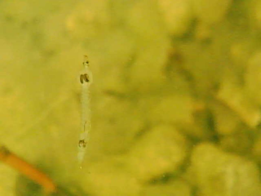 ID.: Larva Dittero (Chaoborus?)